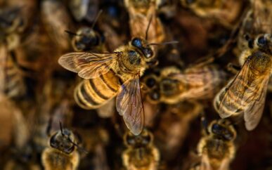 Przemysł pszczelarski